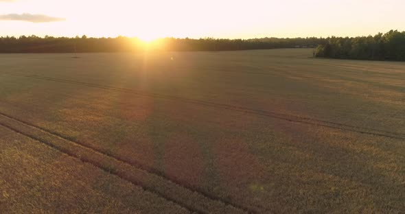 Ripe Barley Field at Sunset Aerial View Backwards