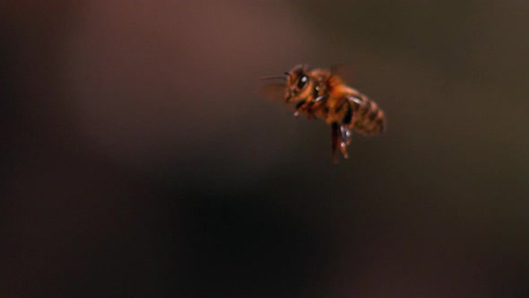 |European Honey Bee, apis mellifera, Bee in Flight, Slow motion