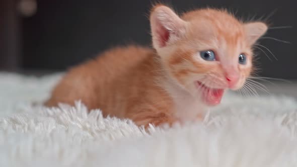 Cute Little Kitten on a Furry White Blanket