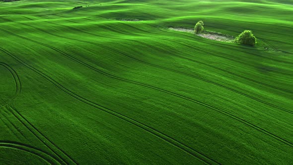 Green field in sunny spring at countryside.