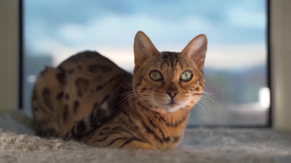 Bengal Cat Sitting on the Window