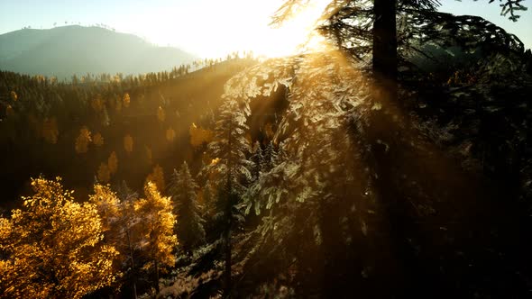 Aerial Drone View Flight Over Pine Tree Forest in Mountain at Sunset