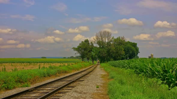 View of a Steam Passenger Train Approaching Thru the Trees by Corn Fields