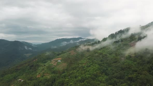 Aerial view of vegetable farm