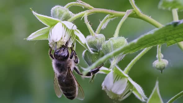 Super Macro of Green Young Raspberry Leaves in the Garden with a Bee