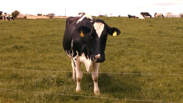 Cow in a field on a sunny day