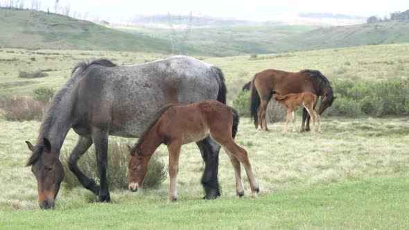 two brumby foals and their mothers at kosciuszko