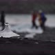 Icebergs on Black Sand Beach with Blurred Tourist in the Background - VideoHive Item for Sale