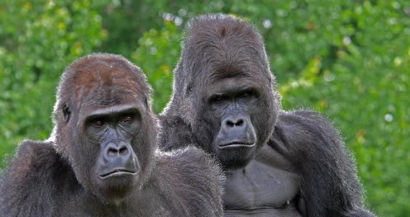950002 Eastern Lowland Gorilla, gorilla gorilla graueri, Male and Female, real Time 4K