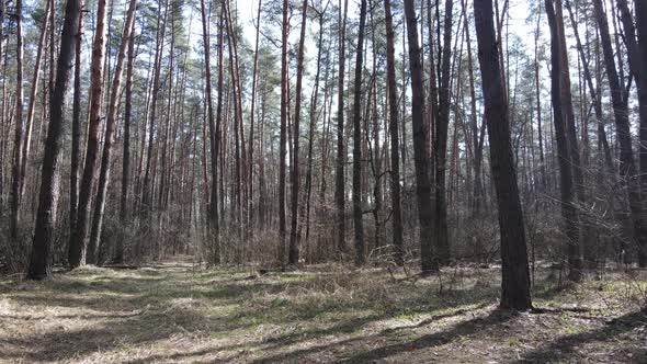 Forest Landscape Aerial View Slow Motion