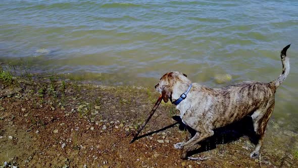 A day at the lake swimming for this Plott Hound