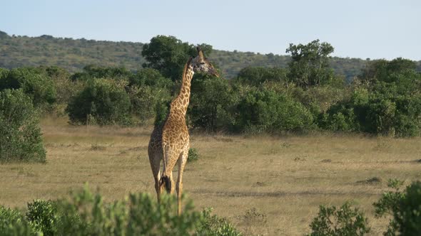 Giraffe walking near green bushes