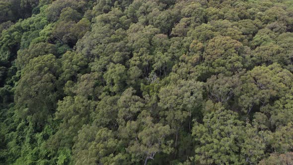 Newcastle, Australia - Trees