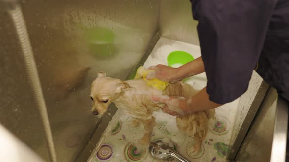 Groomer Washes a Shower From a Happy German Spitz Dog in the Bath