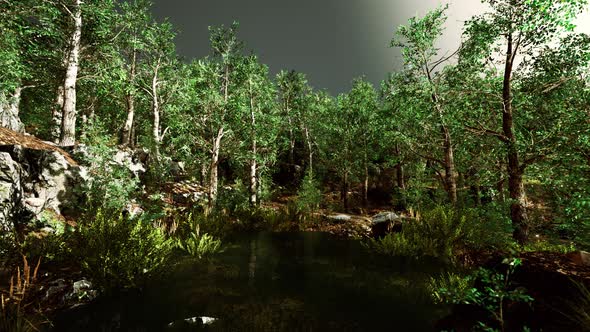 Deciduous Forest is Reflected in the Small Lake