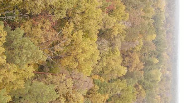 Vertical Video of an Autumn Forest During the Day in Ukraine