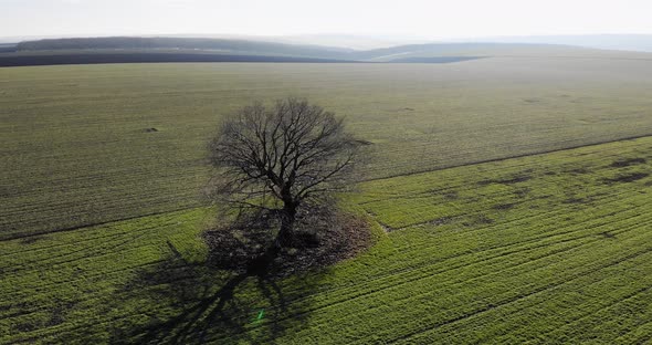 Tree With Leafless Branches In The Middle Of Vast Greenery Fields During Sunrise Near Countryside. -