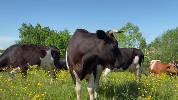 Slow Motion Amazing Milk Cows on the Beautiful Meadow