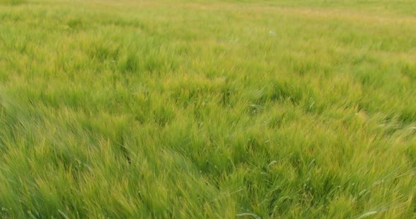 The Wind Sways Young Ears Of Wheat In The Field