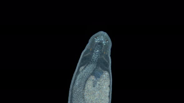 Nemertea Worm Under a Microscope Family Tetrastemmatidae Genus Tetrastemma Sp