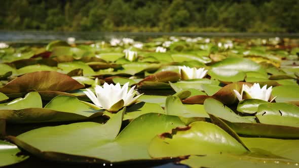 Waving White Flower of the Water Lily Floating in the Lake