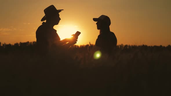 Silhouette Farmers Talking in a Wheat Field Against Sunset. Team Farmers Stand in a Wheat Field with