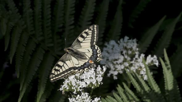 Swallowtail