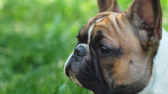 French Bulldog Sniffing Fresh Spring Air, Looking into Camera