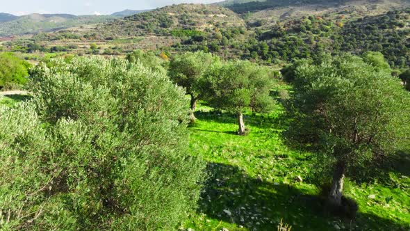 Mediterranean Landscape Drone Slowly Flying Through Olive Trees Beautiful Nature View of Green Grove