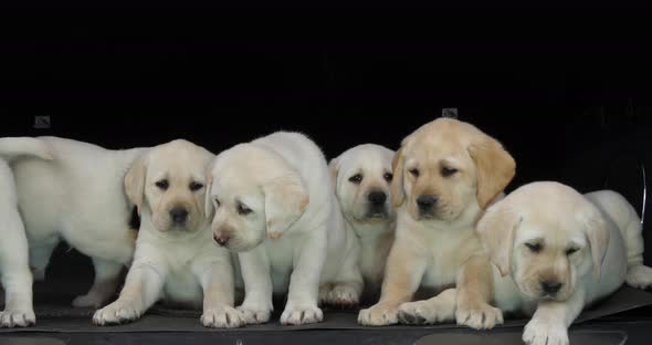 Yellow Labrador Retriever, Puppies in the Trunk of a Car, Normandy in France, Slow Motion 4K