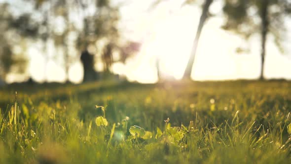 Close-up of Grass in Sunshine on Background of Blurry People on Electric Scooters in Park Sunset