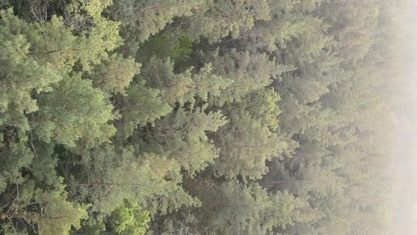 Vertical Video of a Green Forest on a Summer Day