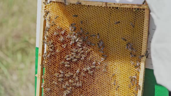 Beekeeper harvesting honey. Bee on honeycombs with honey slices nectar into cells