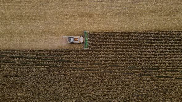 Harvesting Corn in the Autumn Field