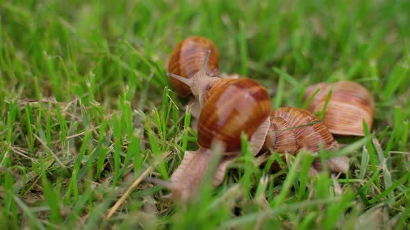 Snails Group Crawling on Green Grass Closeup Outdoors. Molluscs in Nature