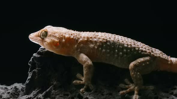 the Gecko Froze and Crouched on the Stone, but Suddenly Running Away From Danger During Night