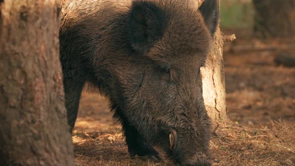 Wild Boar Or Sus Scrofa Also Known As The Wild Swine Eurasian Wild Pig Feeding In Autumn Forest