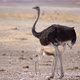 Ostrich Bird in the Wild - VideoHive Item for Sale