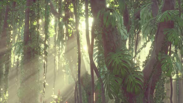 Deep Tropical Jungle Rainforest in Fog