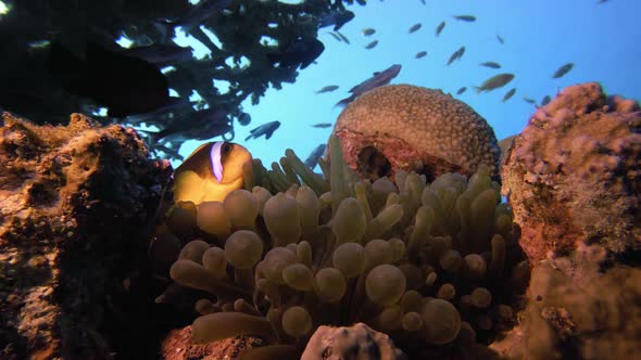 Tropical Clownfish and Sea Anemones