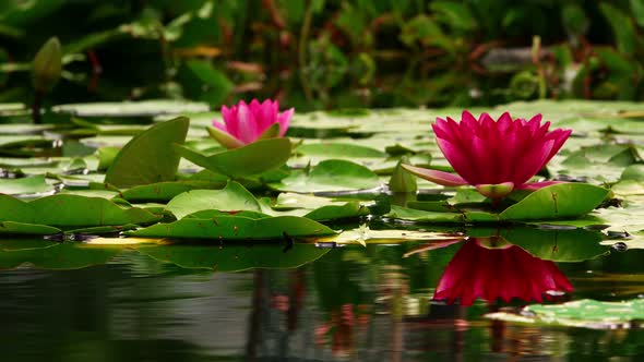 Lotus Flowers On Lake Water 26