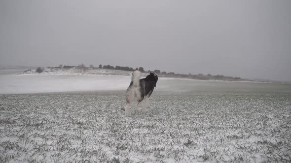Purebred dog on snowy field