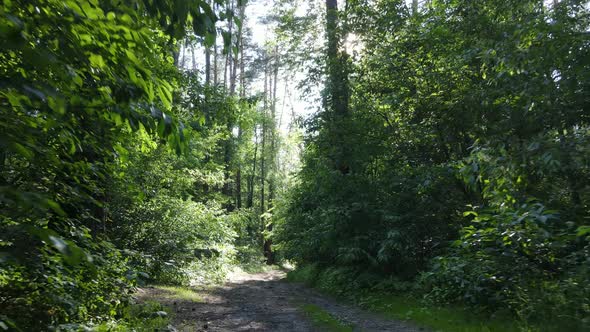 Beautiful Green Forest on a Summer Day Slow Motion