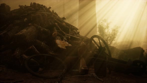 Preparation of Firewood for the Winter in Forest at Sunset