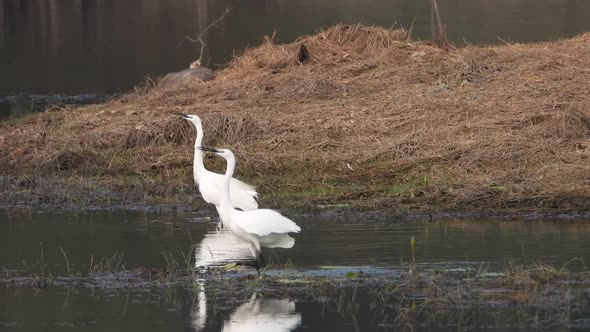 Little egrets dancing on pond area .