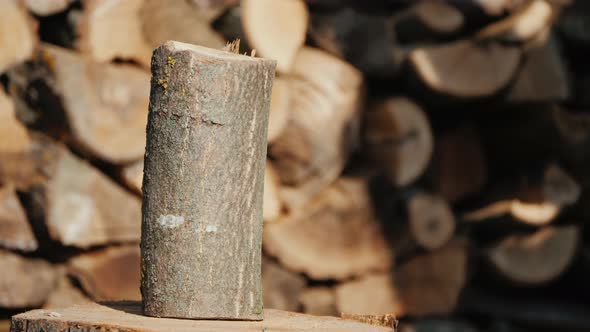 Harvesting Firewood for the Winter