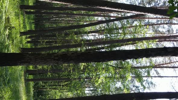 Vertical Video Aerial View Inside a Green Forest with Trees in Summer