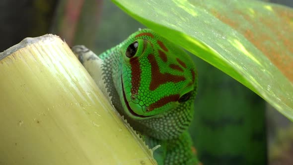 Crimson Giant Day Gecko under leaf licking bamboo