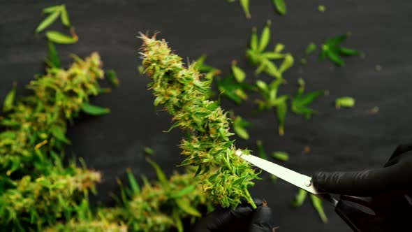 Man Grower Is Trimming Fresh Harvest Cannabis Buds. Marijuana Close Up