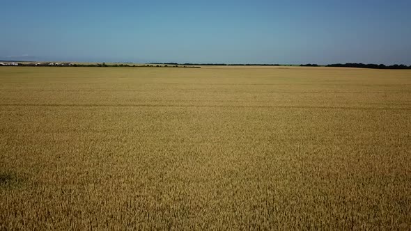 Barley Field and Sunny Day, Beautiful Nature Landscape. Rural Scenery Under Shining Sunlight.